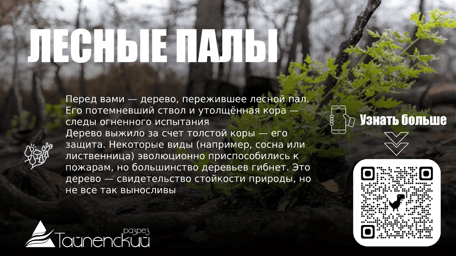 Табличка о лесных пожарах с QR-кодом — Спринт Медиа, Новокузнецк